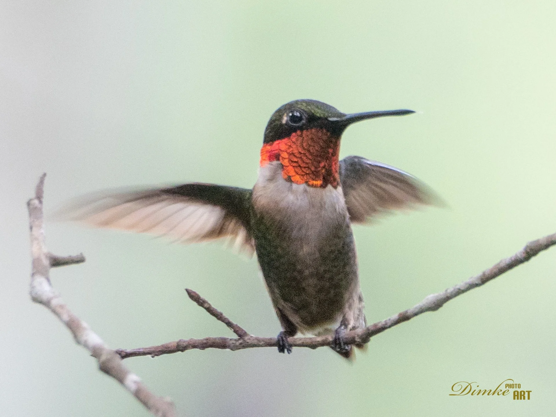 Flap those wings, Hummingbird