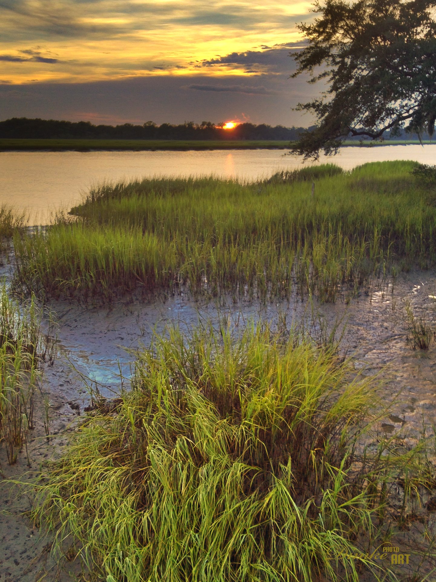 Pluff Mud at Low Tide