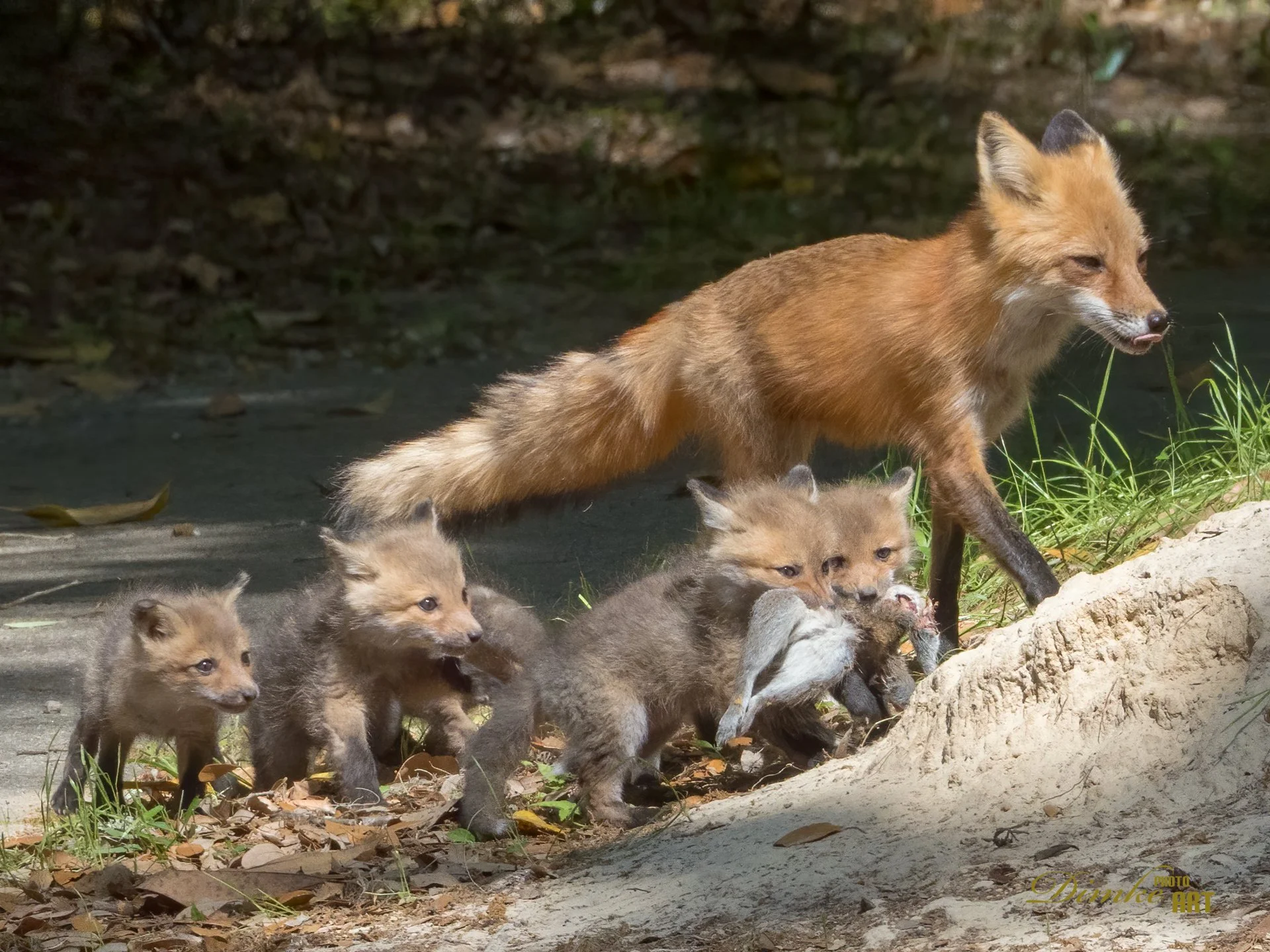 Letting the Kits carry  home supper