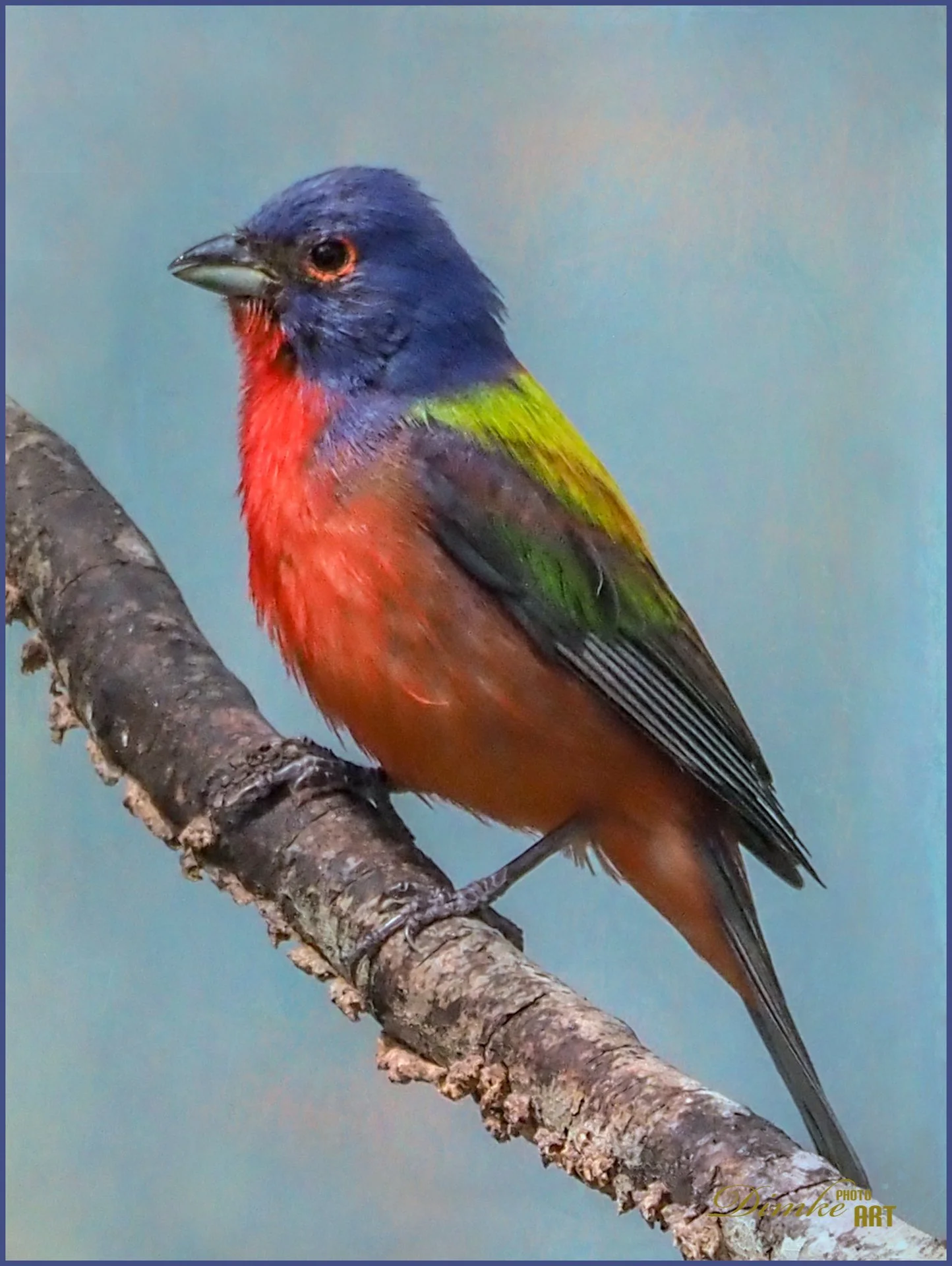 Painted Bunting