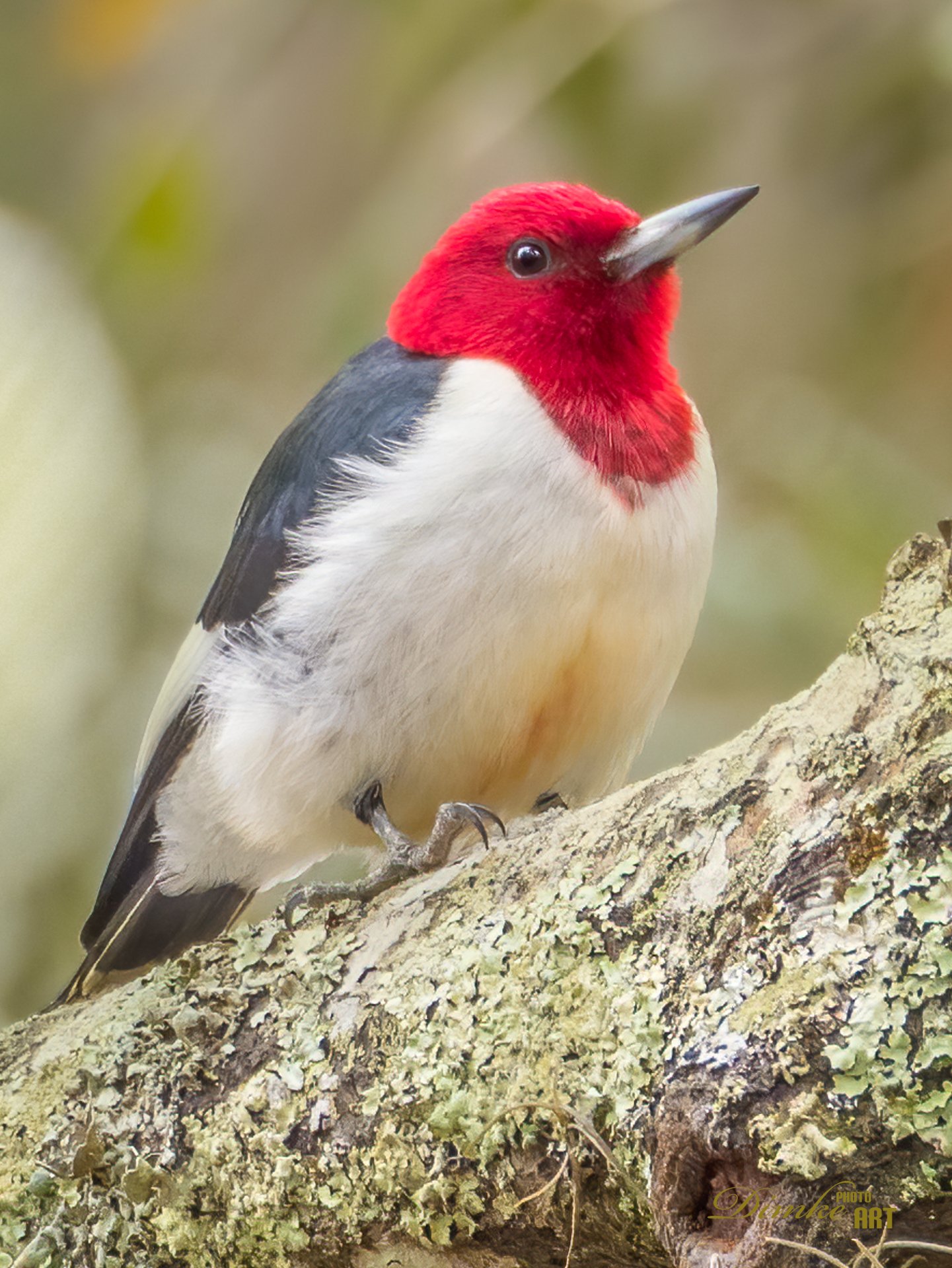 Red Headed Woodpecker