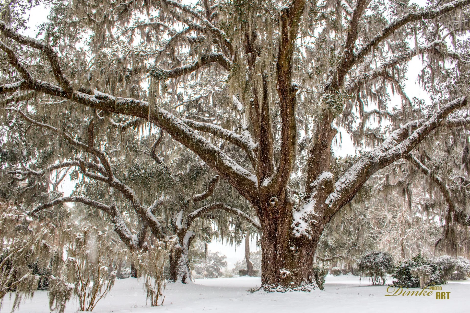 Snow Falling at William Bull Park