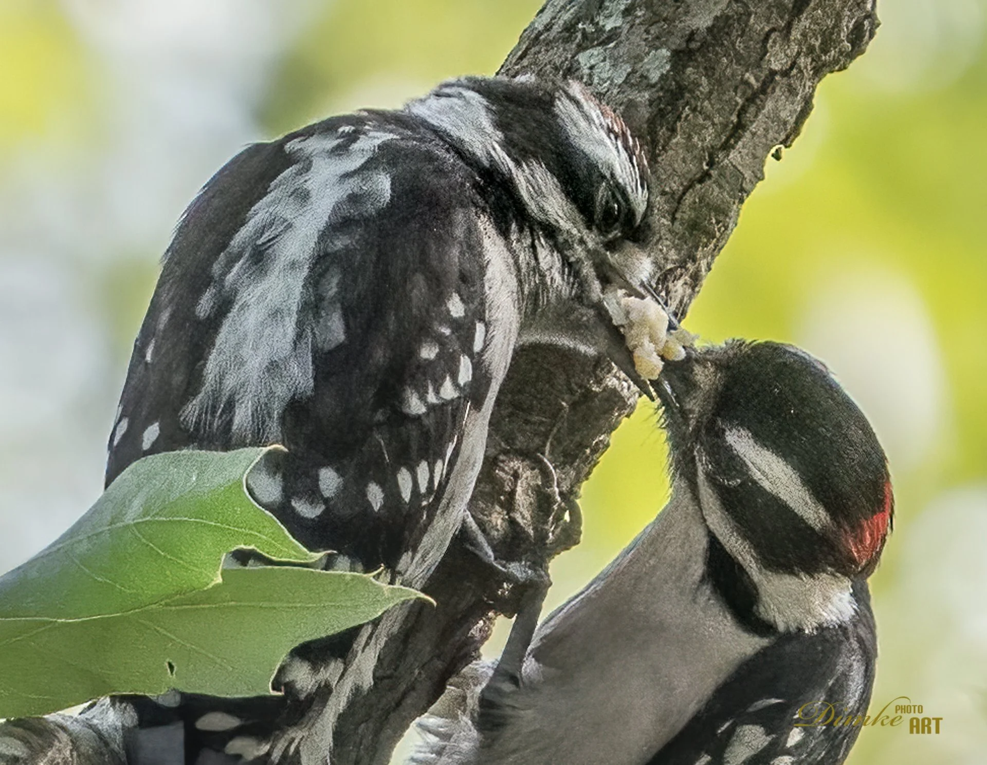 Woodpeckers Sharing