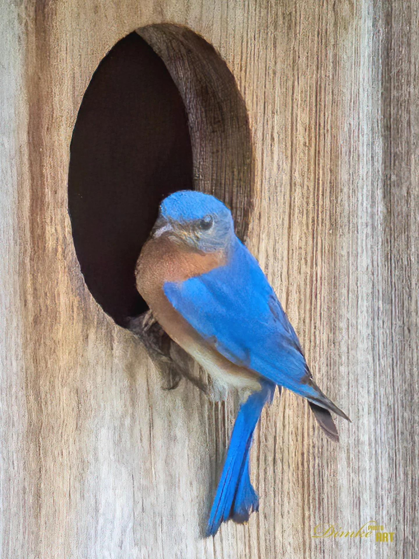 Bluebird making his nest