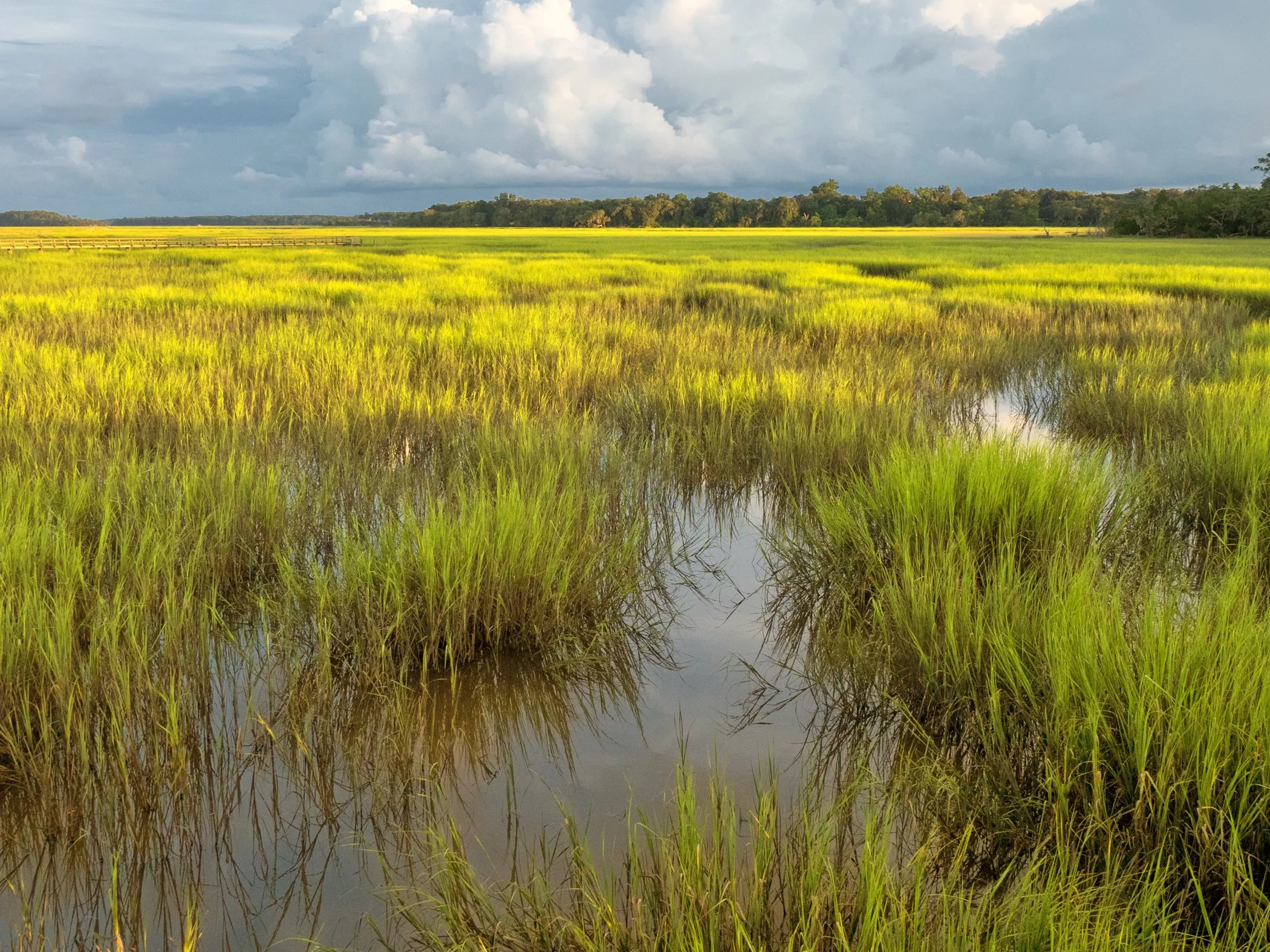 Summer Marsh Grass