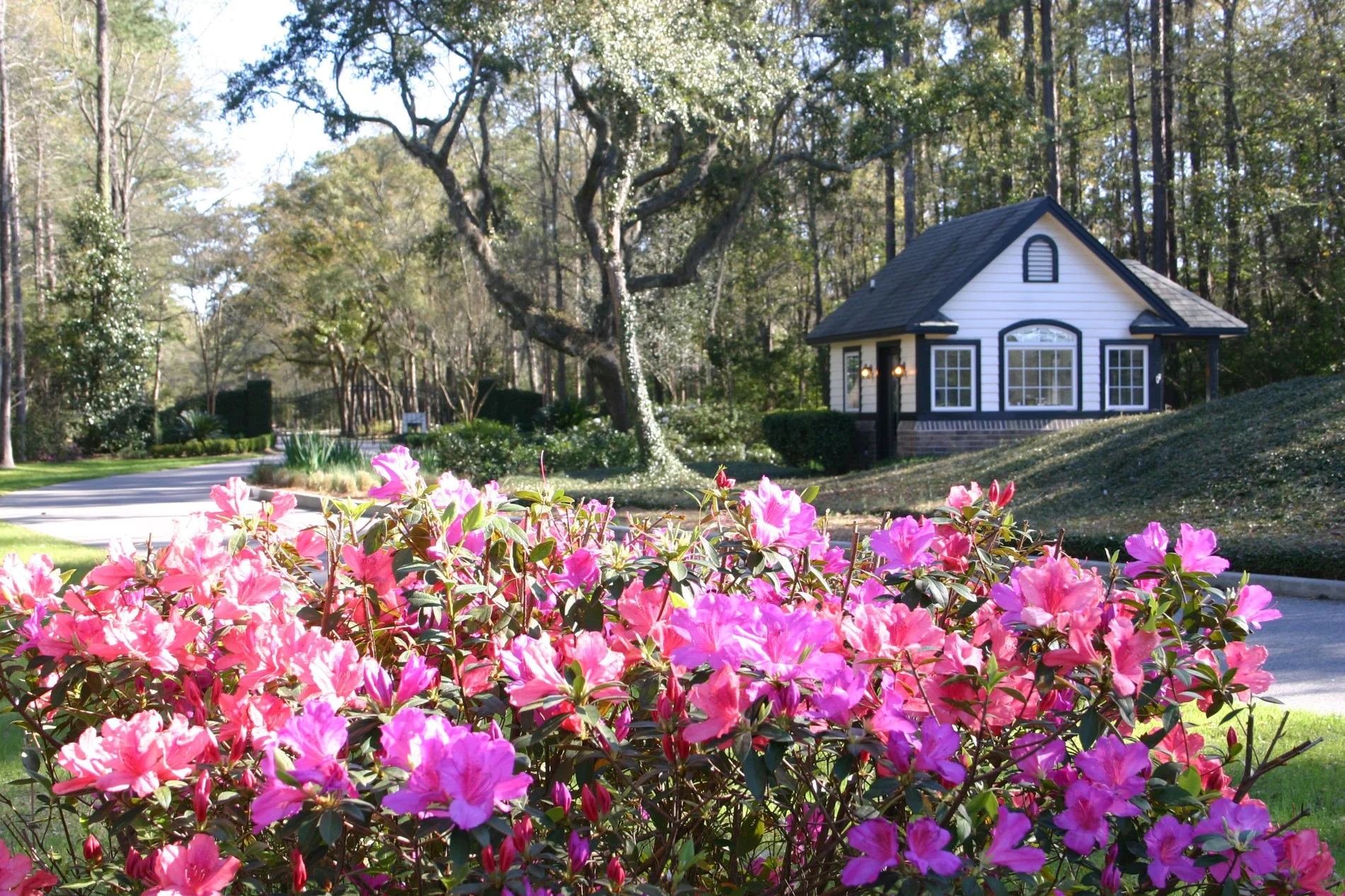 Azaleas at the Gate