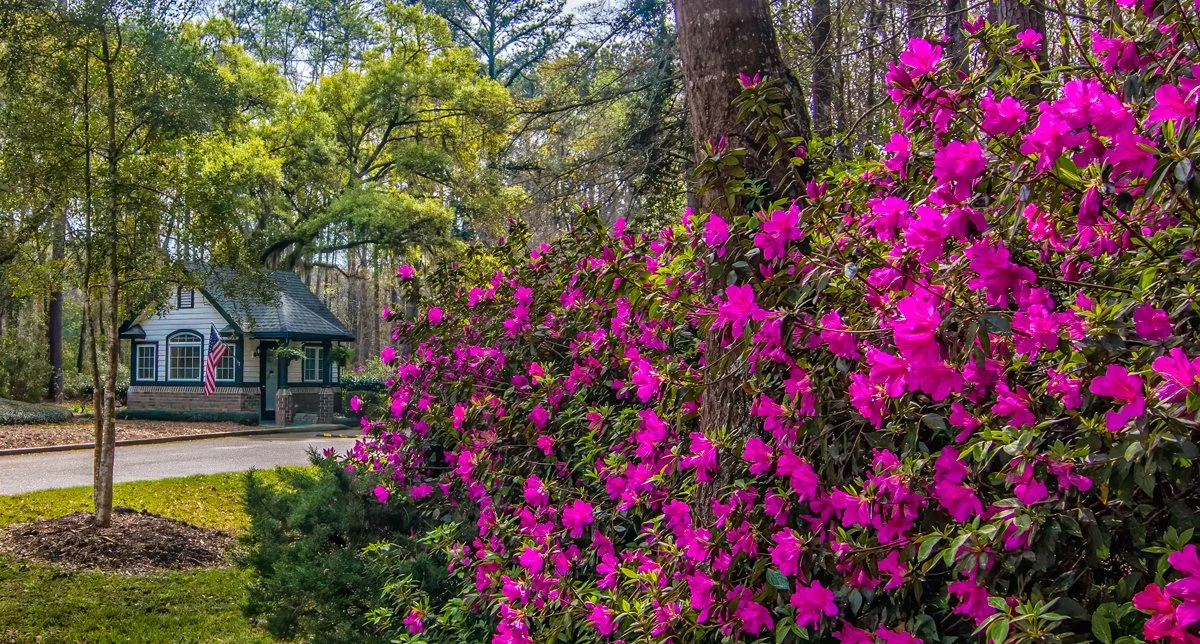 Azaleas to the right of the Gatehouse