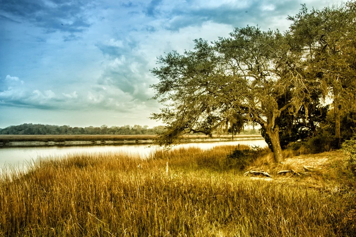 Along the Marsh at William Bull Park
