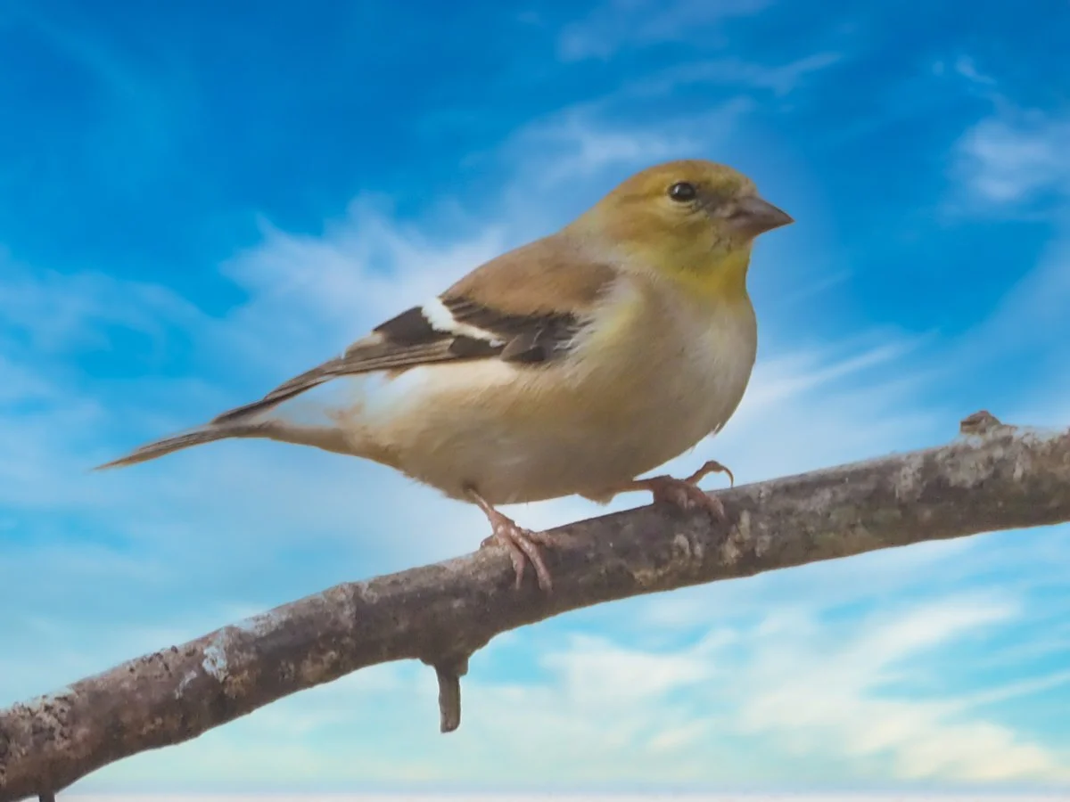 bird 1.jpg