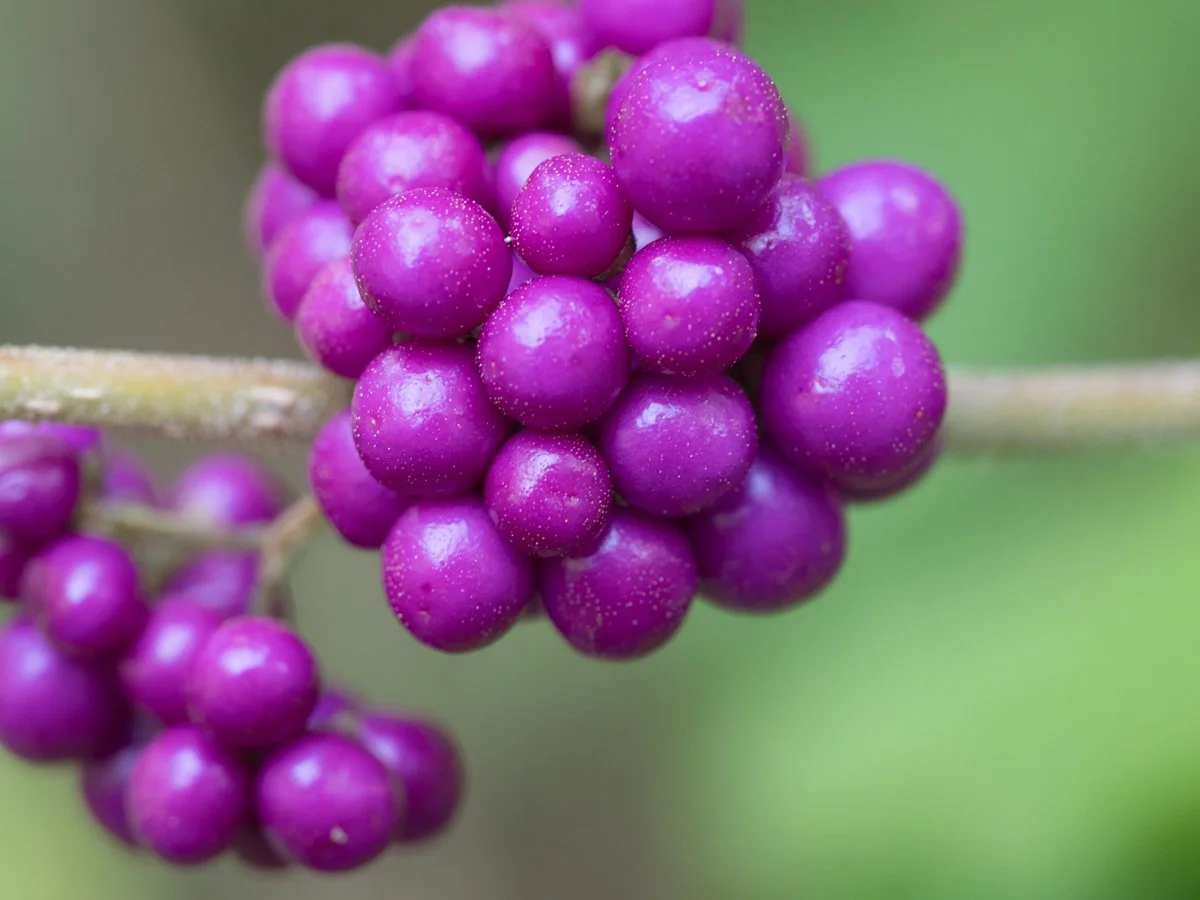 Beauty Berries
