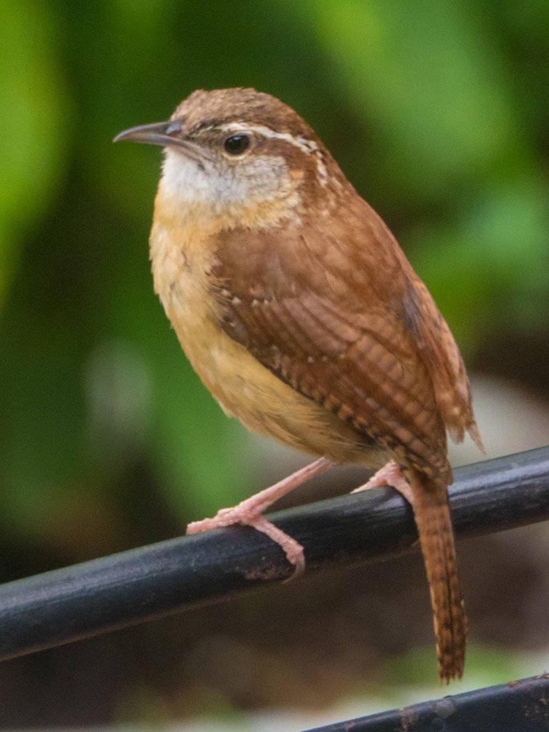 bird 3.jpg