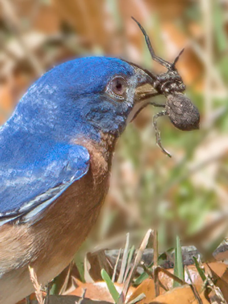 bluebird at lunch.jpg