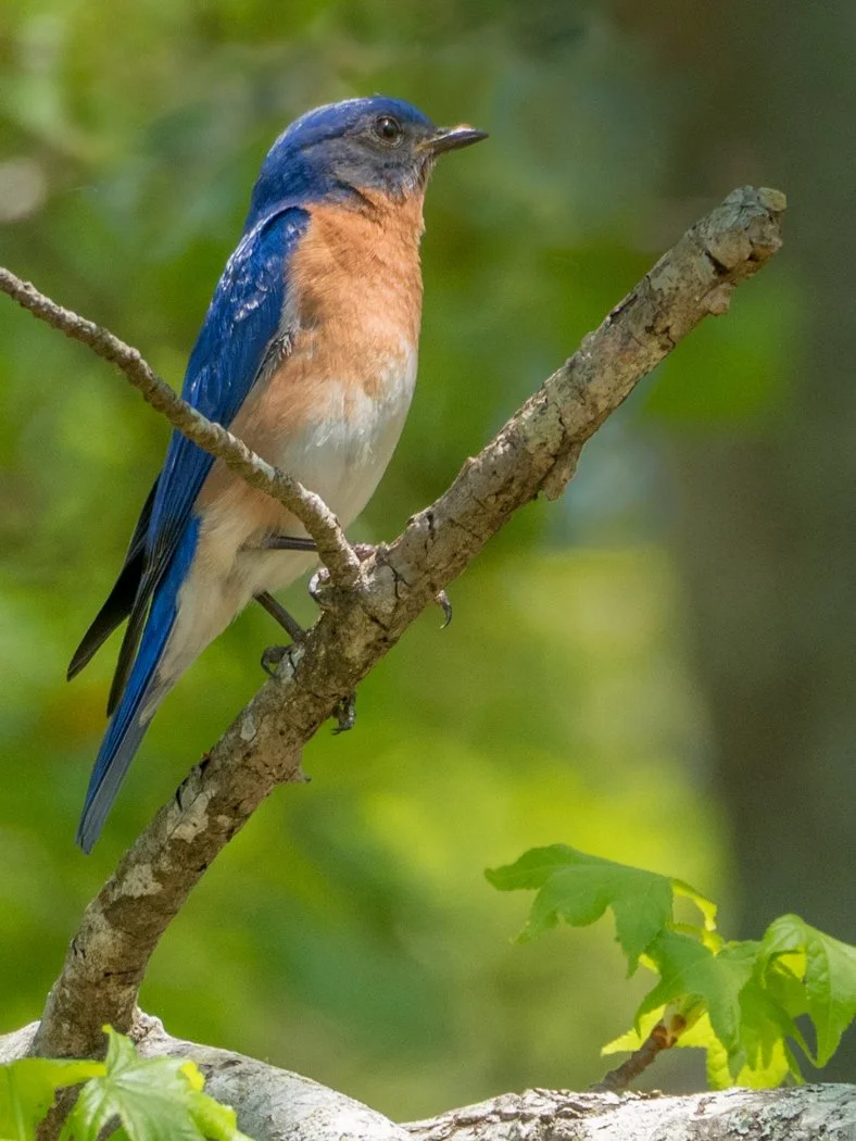 bluebird.jpg
