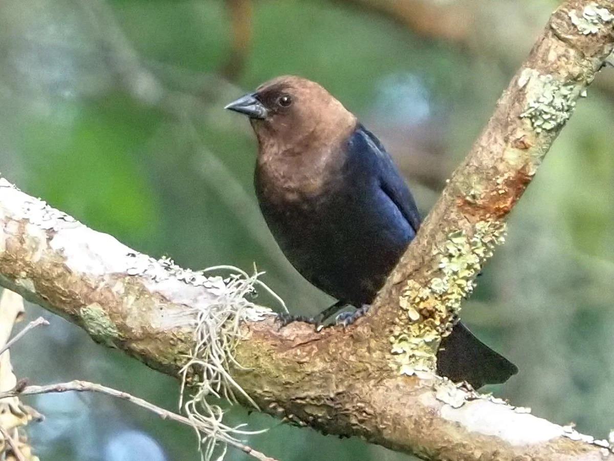 Brown Headed Cowbird