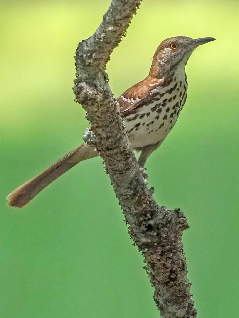 Brown Thrasher