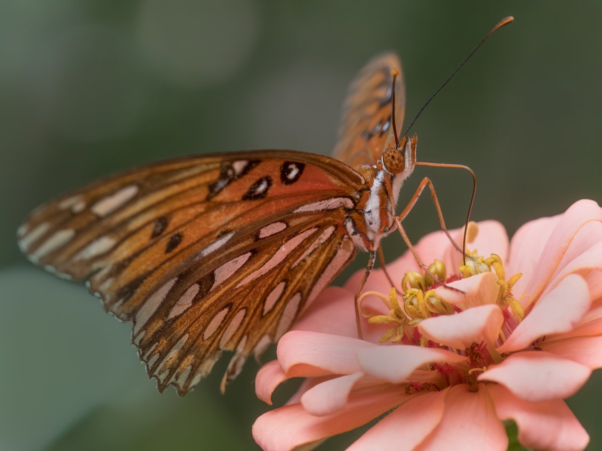 Butterfly 