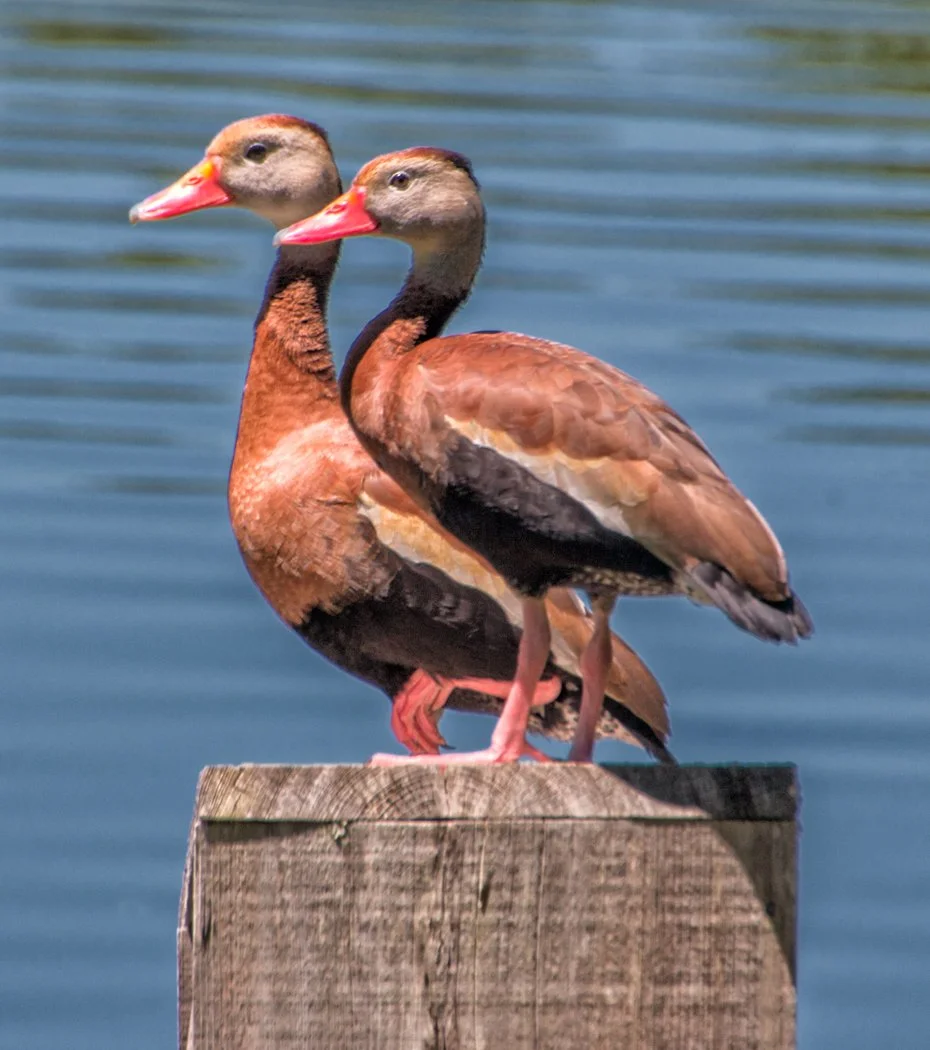 Whistling Duck Pair