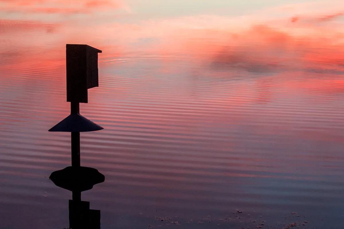 Wood Duck Box at Sunset