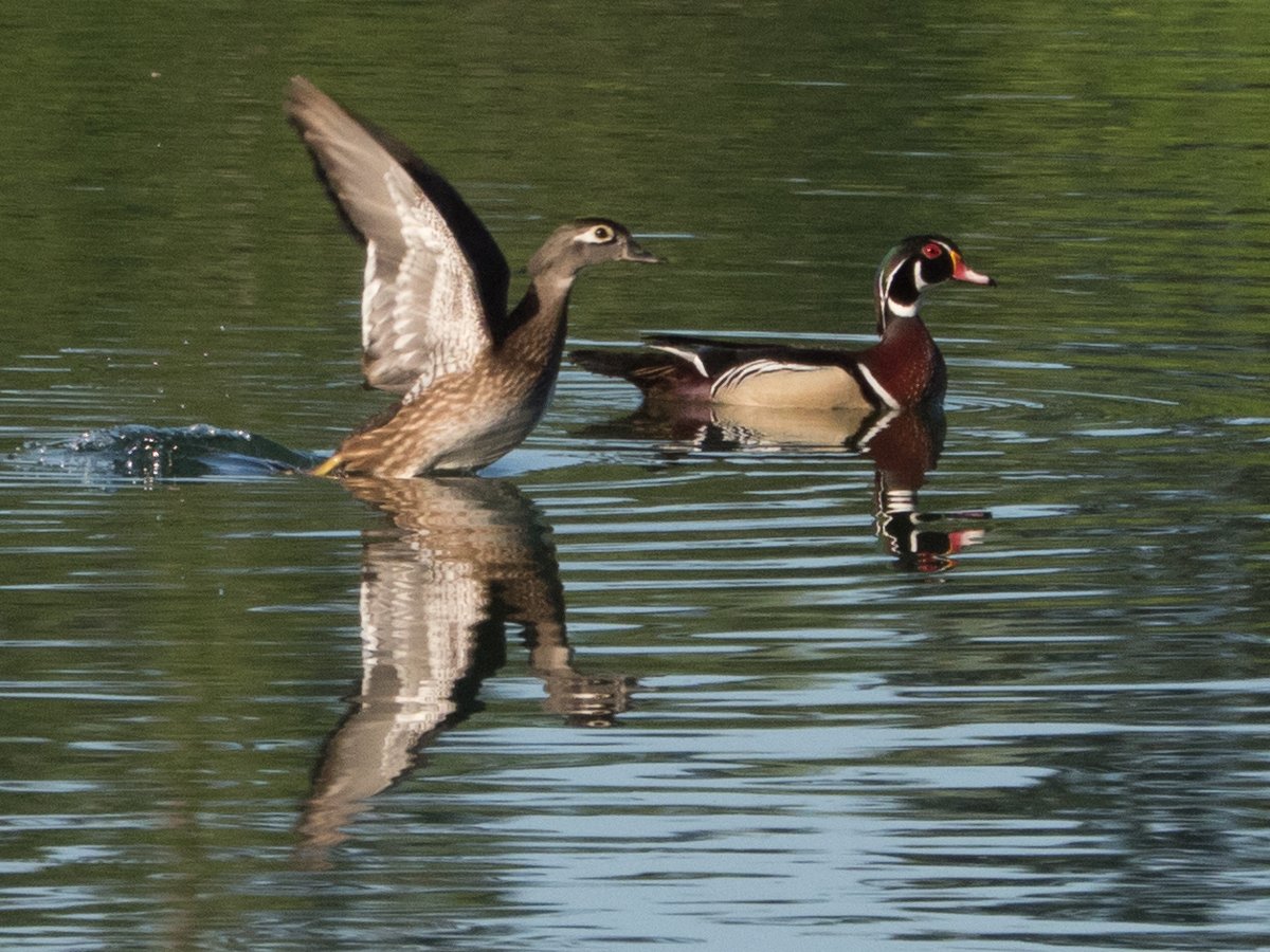 wood duck pair.jpg