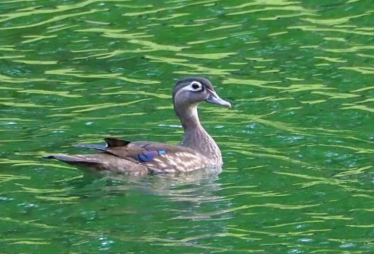 wood duck.jpg