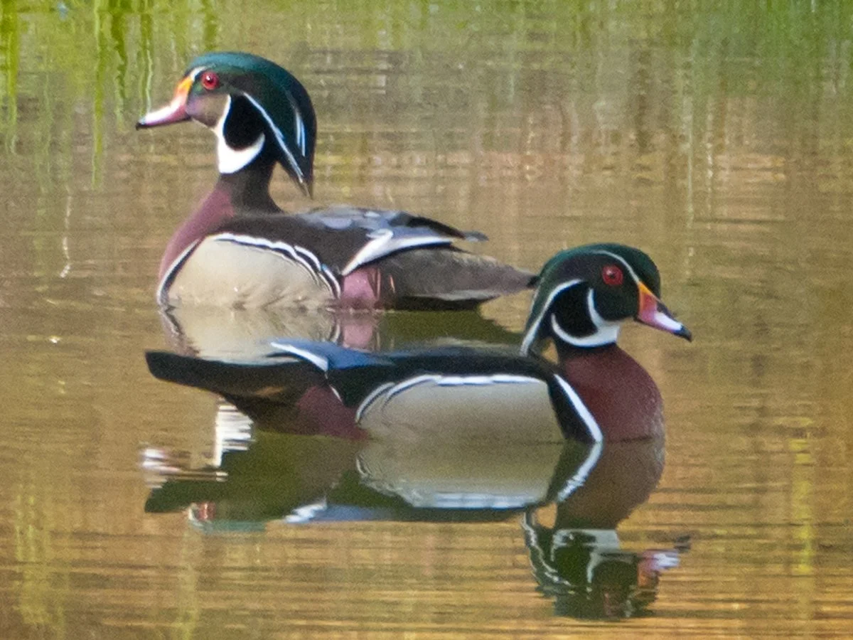 Wood ducks.jpg