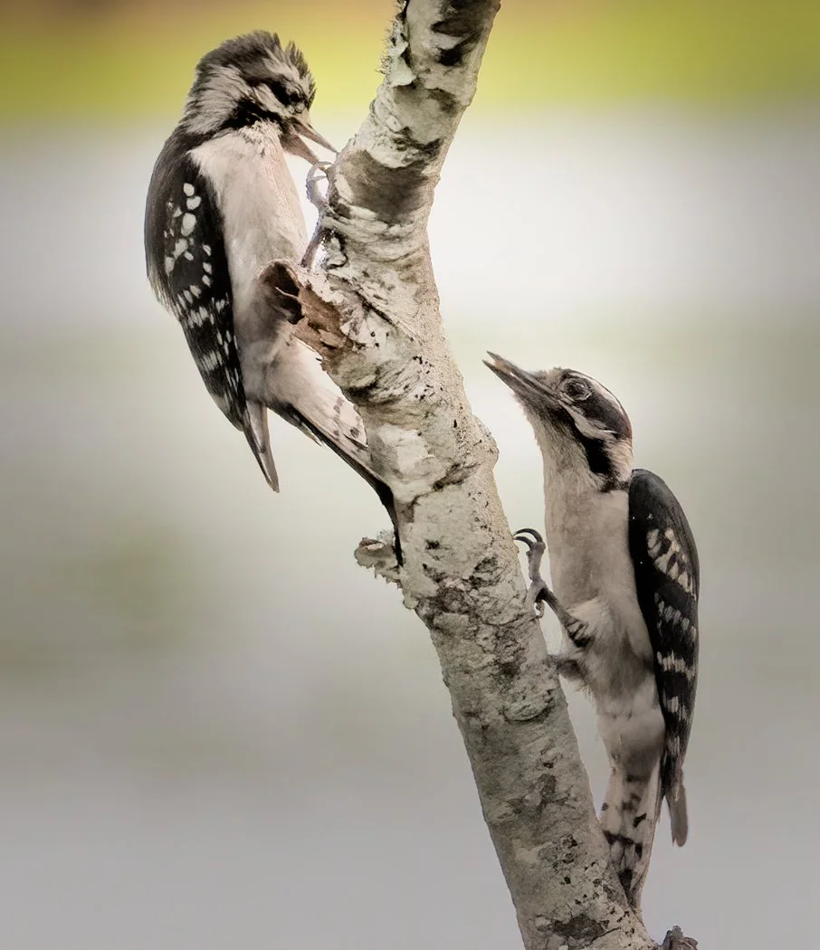 Woodpeckers
