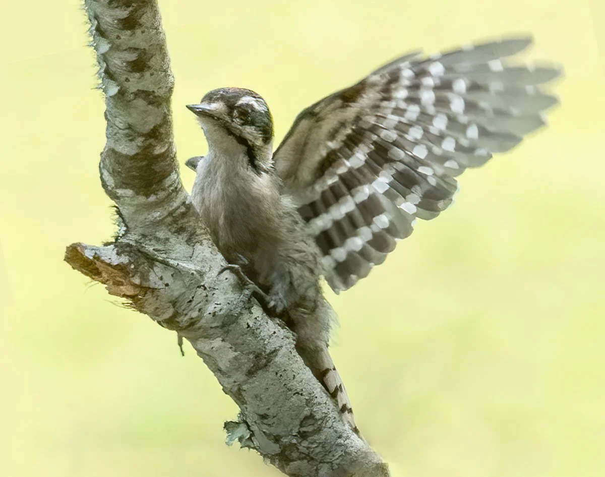 woodpecker 1.jpg