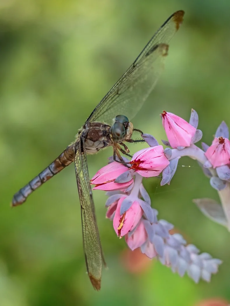 dragonfly and succulent.jpg