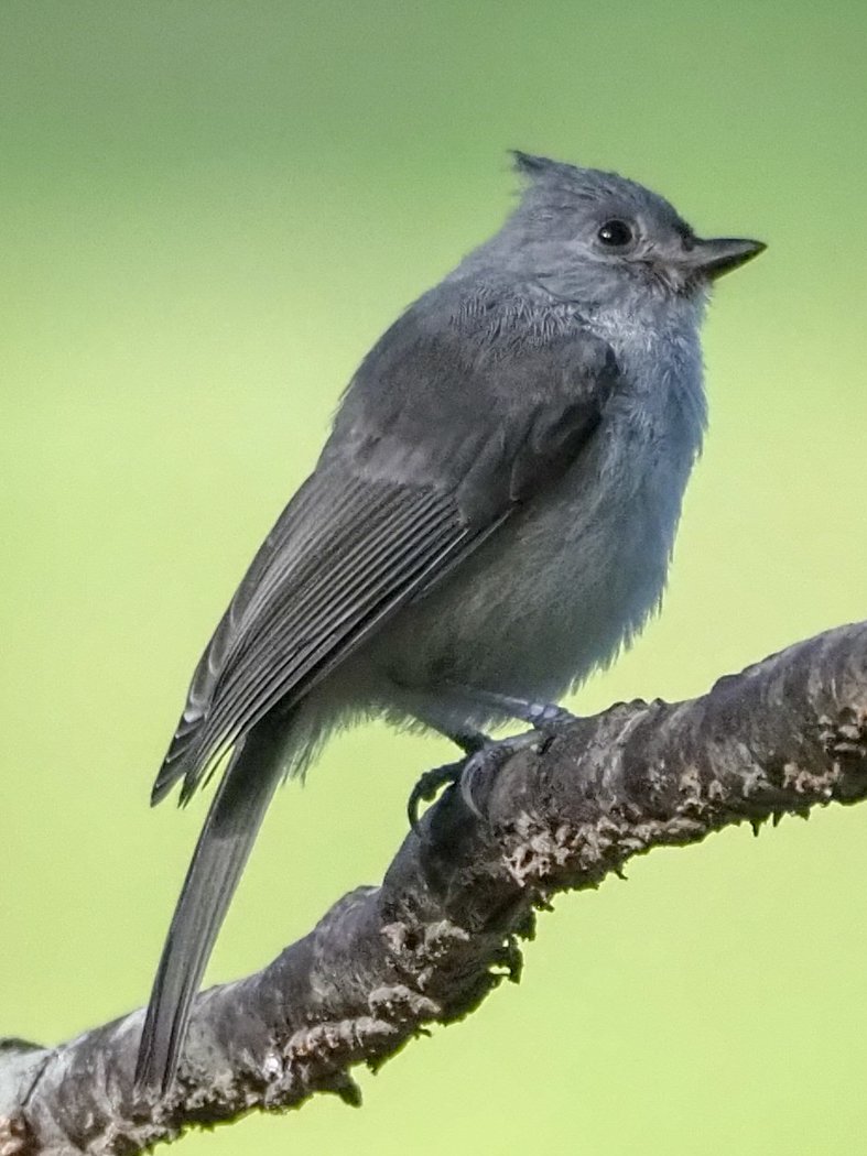 titmouse.jpg