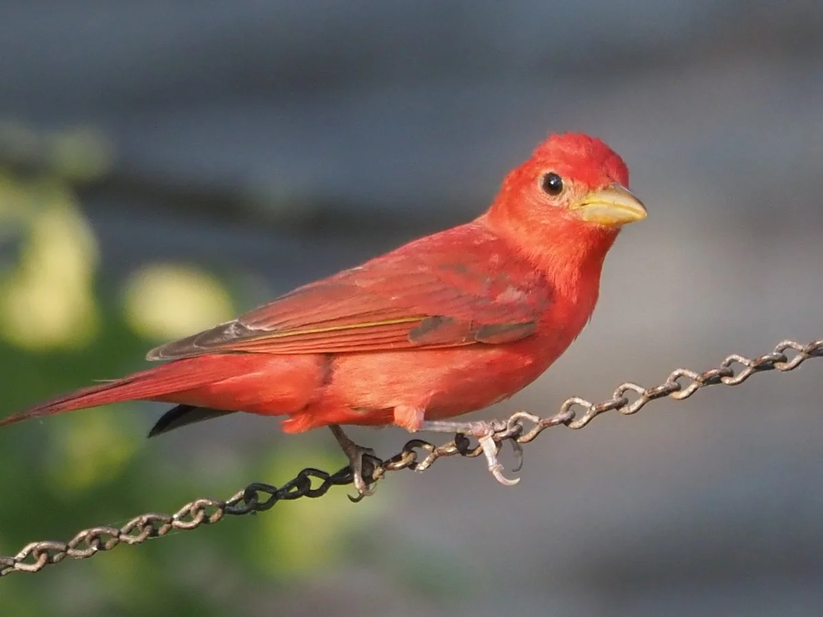 Tanager