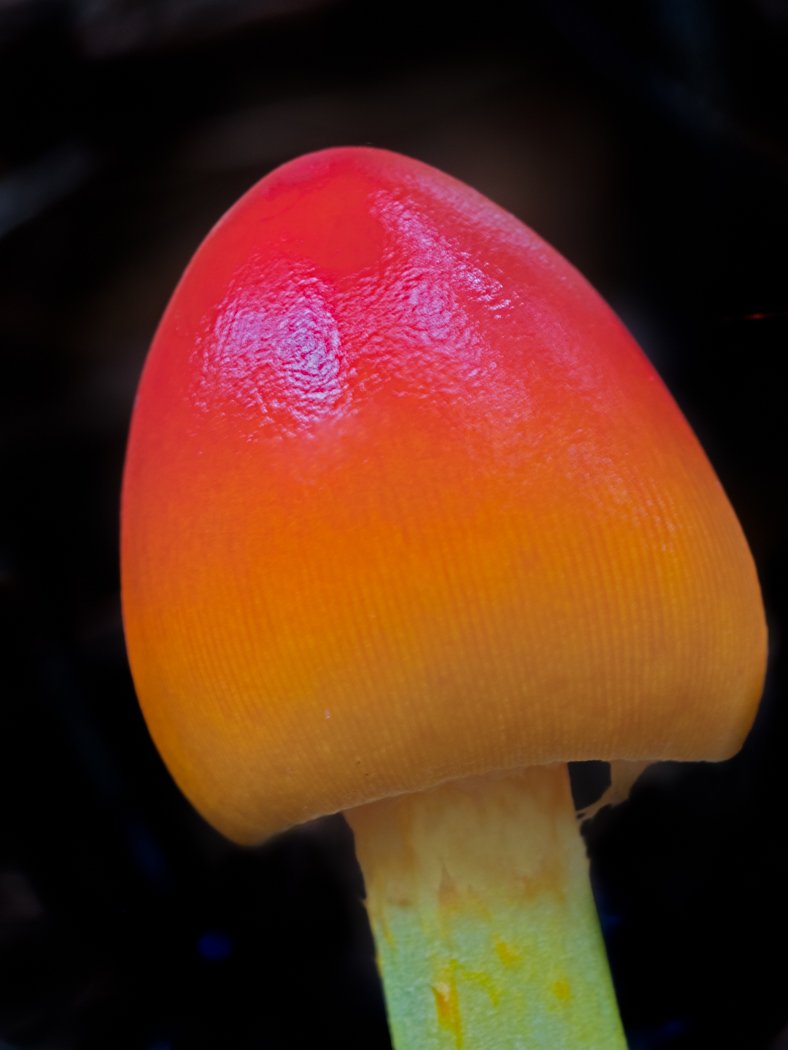 mushrooms 1.jpg