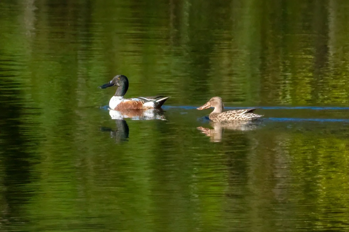 northern shoveler.jpg
