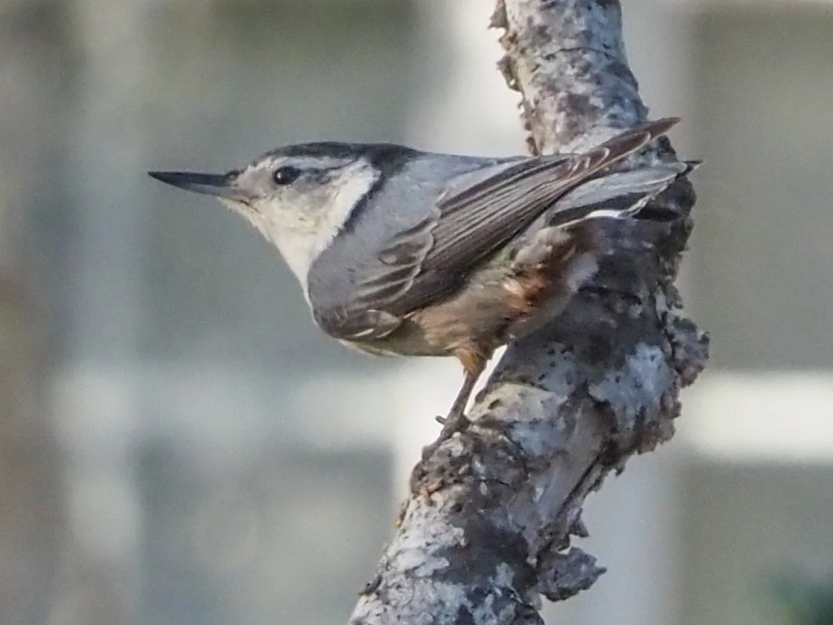 nuthatch.jpg