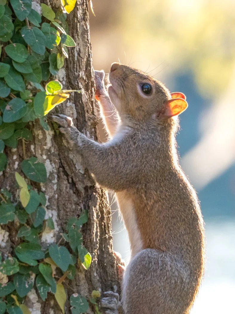 our squirrels.jpg