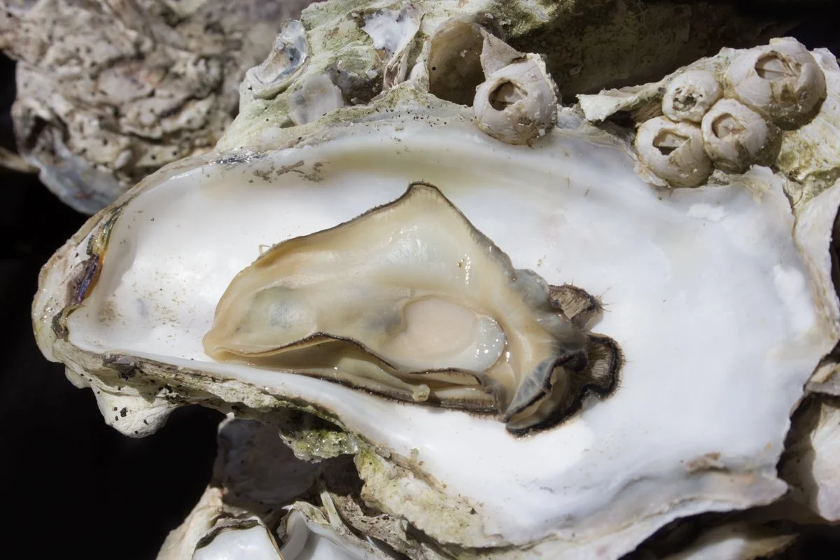 Oyster 1.jpg
