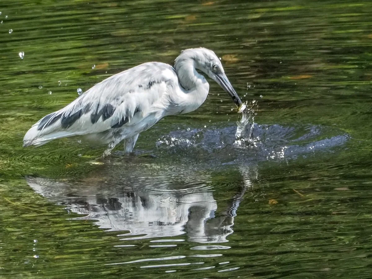 egret 2.jpg