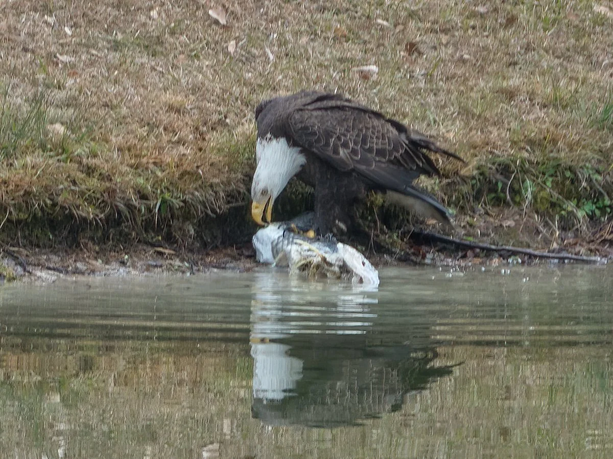 Eagle with catch.jpg