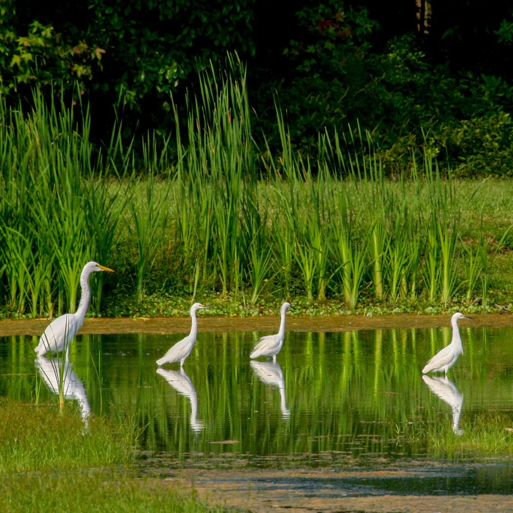 egrets in a row.jpg