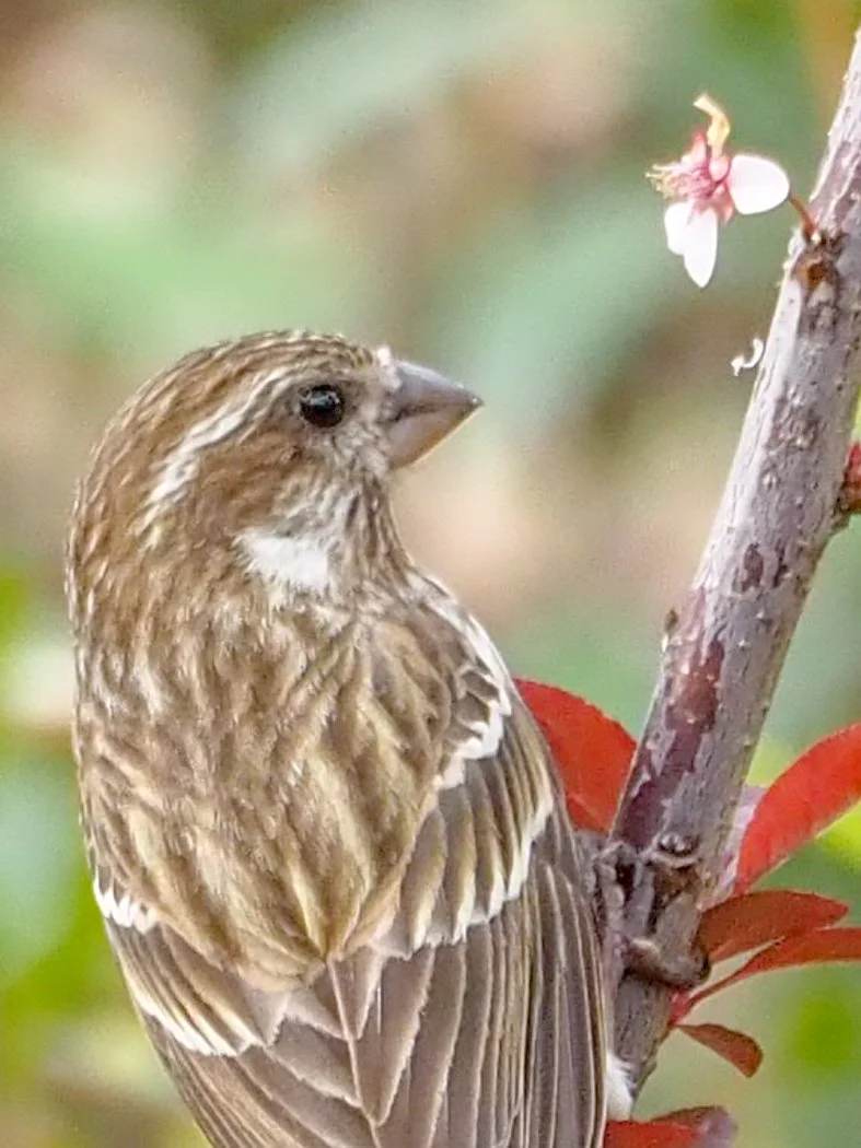 finch.jpg
