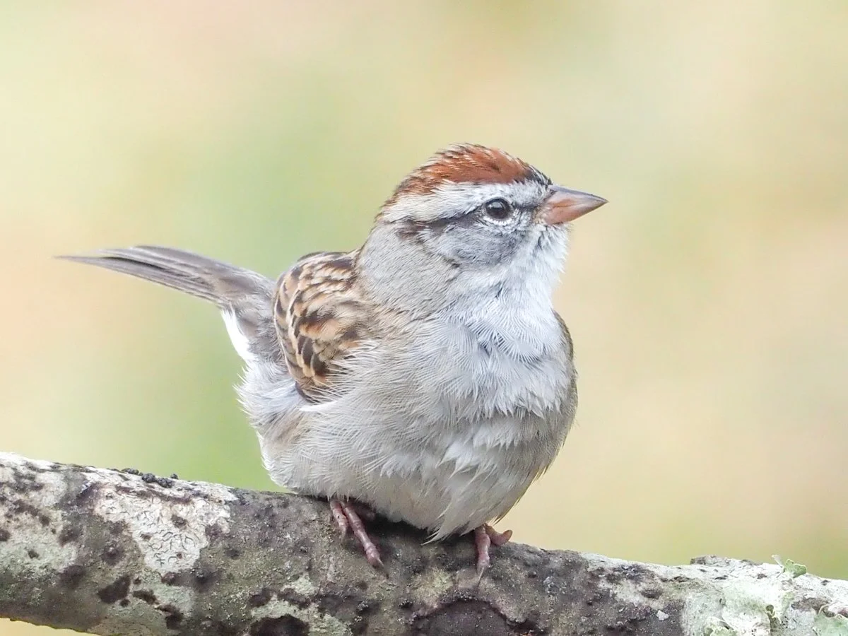 field sparrow.jpg