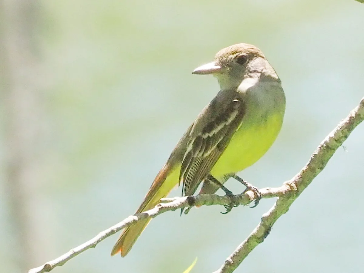 flycatcher.jpg