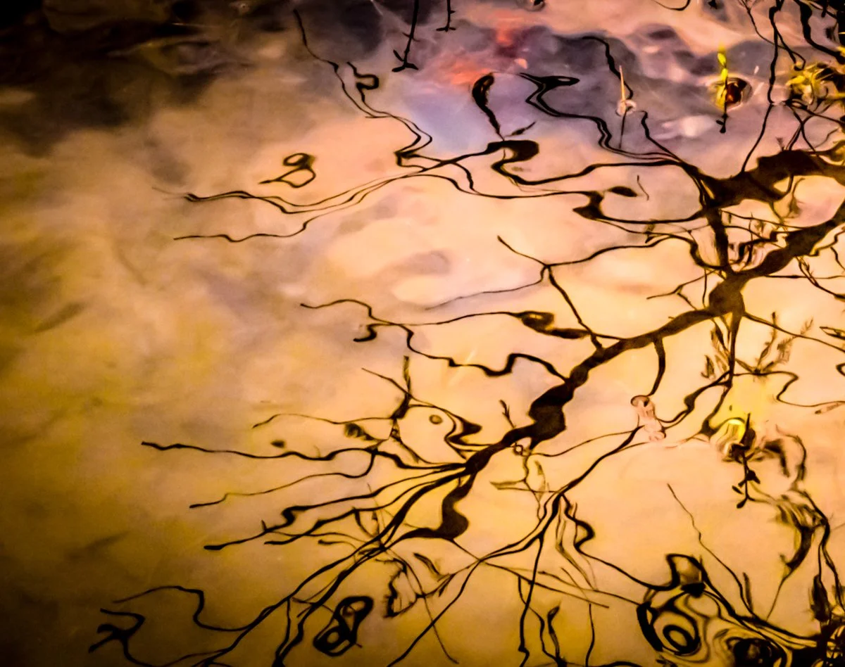 Reflections on the lake.jpg