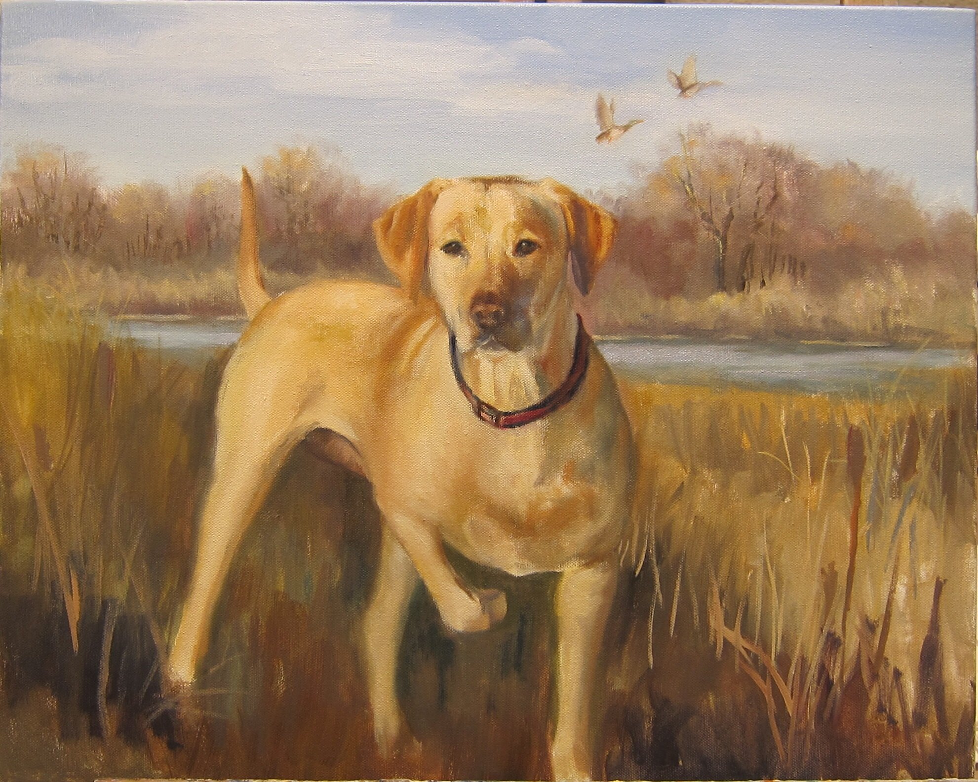 Yellow Lab commission 16x20 oil