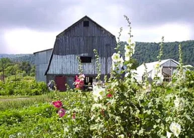 NOFA-NY certified farm in Avoca, NY, where Omyst is made.