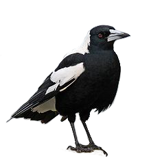 Australian Magpie