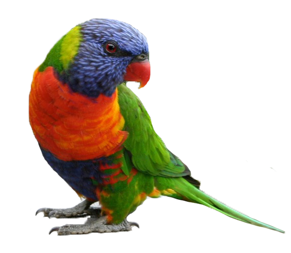 Rainbow Lorikeets