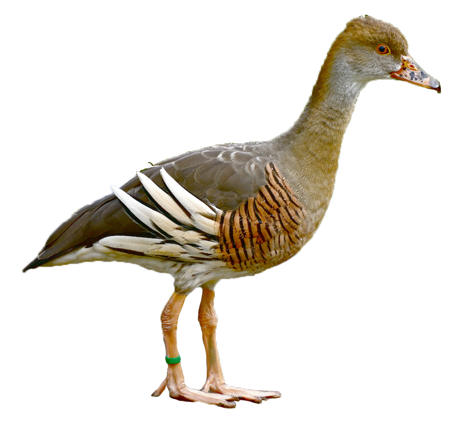 Plumed Whistling Duck