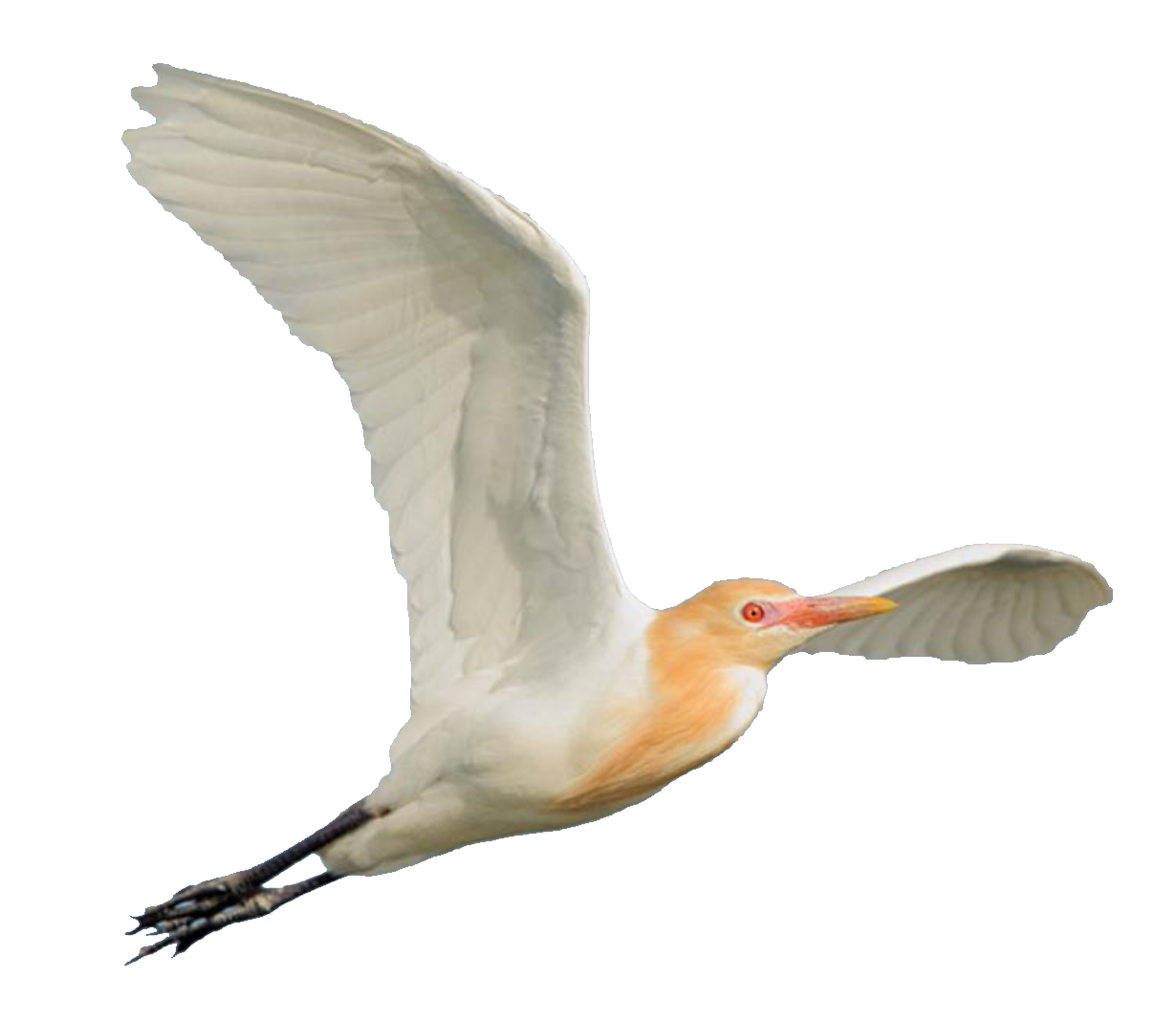 Cattle Egret