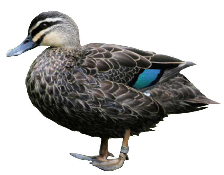 Pacific Black Duck