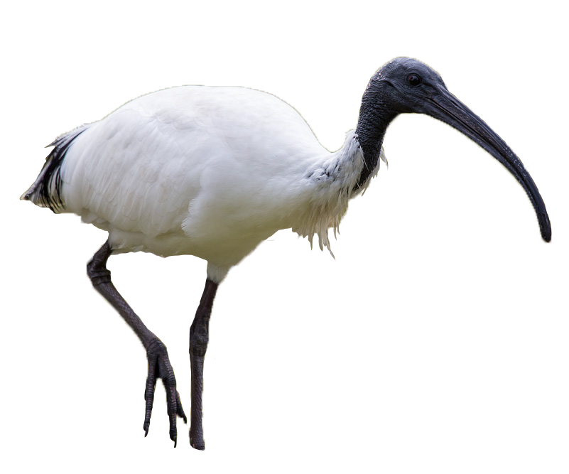 Australian White Ibis